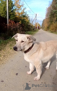 Additional photos: Metis Corgi, a very touching and kind teenage dog