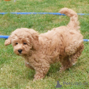 Photo №1. golden retriever - for sale in the city of Dusseldorf | 619$ | Announcement № 172794