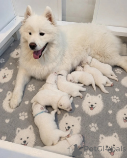 Photo №1. samoyed dog - for sale in the city of Delsbo | negotiated | Announcement № 173553