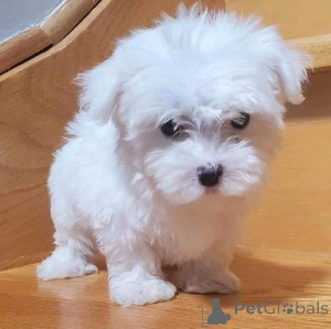 Photo №1. maltese dog - for sale in the city of Vilnius | 471$ | Announcement № 136808