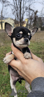 Photo №4. I will sell chihuahua in the city of Belgrade.  - price - negotiated