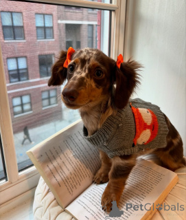 Photo №2 to announcement № 167201 for the sale of dachshund - buy in Germany private announcement, from the shelter