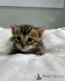 Photo №2 to announcement № 138915 for the sale of bengal cat - buy in Germany private announcement, breeder