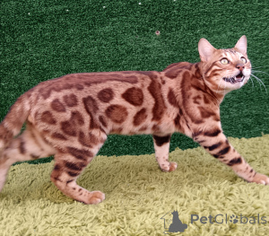 Photo №4. I will sell bengal cat in the city of Ufa. from nursery, breeder - price - 710$