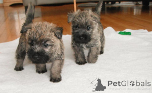 Photo №1. cairn terrier - for sale in the city of Vilnius | negotiated | Announcement № 162906