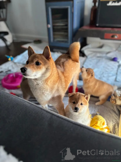 Photo №3. KC-registrierte Shiba Inu Welpen zu verkaufen Kontaktieren Sie mich per WhatsApp. Germany