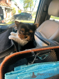 Photo №3. Teacup yorkies available for adoption. United States