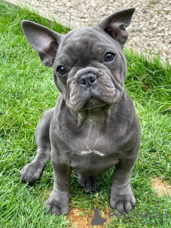 Photo №1. french bulldog - for sale in the city of Zürich | Is free | Announcement № 96408