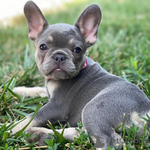 Photo №1. french bulldog - for sale in the city of Гамбург | 264$ | Announcement № 124486