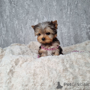 Photo №3. Valentines Day Adoption Spotlight contact whatsapp business 447450021323. Germany