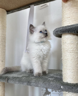 Additional photos: ragdoll cat