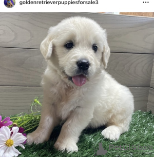 Photo №2 to announcement № 98605 for the sale of golden retriever - buy in Germany private announcement, from nursery, from the shelter, breeder