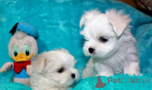 Photo №1. maltese dog - for sale in the city of Aachen | negotiated | Announcement № 166157