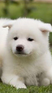 Photo №2 to announcement № 1255 for the sale of akita - buy in Belarus from nursery, breeder