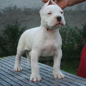 Photo №2 to announcement № 135792 for the sale of dogo argentino - buy in Germany 