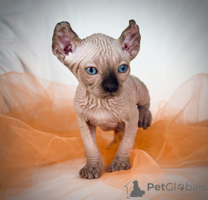 Photo №1. sphynx cat - for sale in the city of Beverly Hills | negotiated | Announcement № 162935