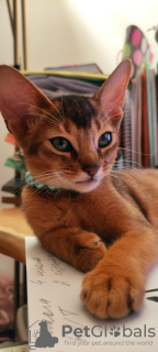 Photo №3. Club Abyssinian kittens. Latvia