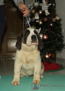 Additional photos: Saint Bernard puppies