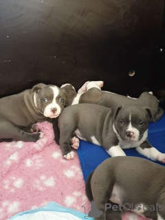 Photo №1. american bully - for sale in the city of Dikirh | negotiated | Announcement № 169290