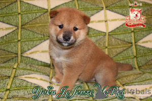 Photo №1. shiba inu - for sale in the city of Khmelnitsky | negotiated | Announcement № 73350