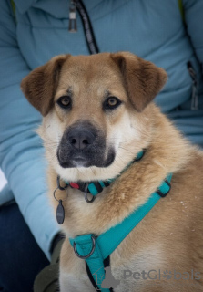 Photo №4. I will sell non-pedigree dogs in the city of Москва.  - price - Is free