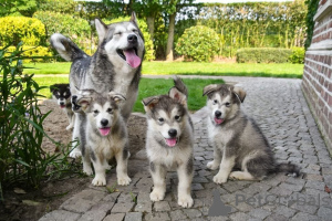 Photo №1. alaskan malamute - for sale in the city of Zelb | 465$ | Announcement № 169407