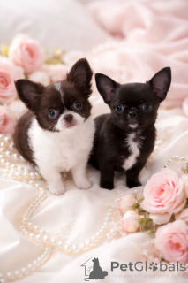 Photo №2 to announcement № 165891 for the sale of chihuahua - buy in Ukraine from nursery, breeder