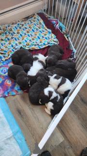 Photo №2 to announcement № 137806 for the sale of newfoundland dog - buy in Germany breeder