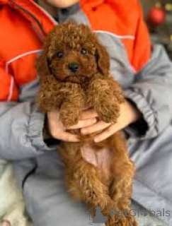 Photo №3. Toypoedelpuppy's te koop. Netherlands