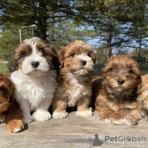 Photo №2 to announcement № 83116 for the sale of havanese dog - buy in Germany 