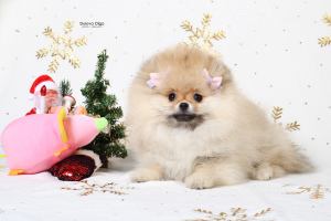 Photo №4. I will sell pomeranian in the city of Yekaterinburg. breeder - price - Negotiated