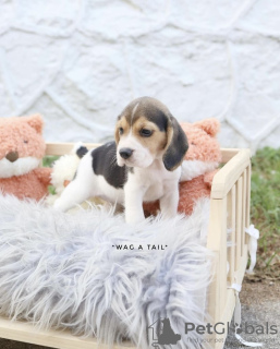 Photo №4. I will sell beagle in the city of Nuremberg. private announcement, from nursery, from the shelter - price - Is free