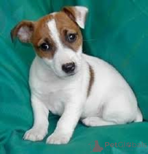 Photo №2 to announcement № 168849 for the sale of  - buy in France 