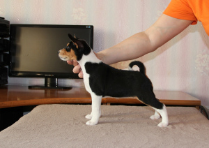 Photo №2 to announcement № 4926 for the sale of basenji - buy in Russian Federation private announcement