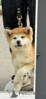 Photo №2 to announcement № 144150 for the sale of akita - buy in Georgia private announcement