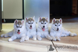 Photo №1. siberian husky - for sale in the city of Novosibirsk | 331$ | Announcement № 9872