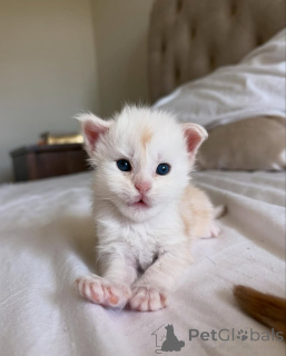 Photo №1. maine coon - for sale in the city of Munich | 329$ | Announcement № 150584