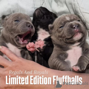 Photo №1. staffordshire bull terrier - for sale in the city of Zagreb | negotiated | Announcement № 140369