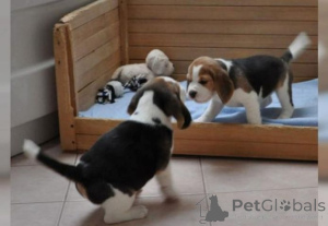 Photo №1. beagle - for sale in the city of Affalterbach | 329$ | Announcement № 147554