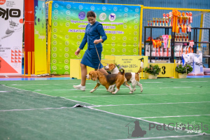 Photo №2 to announcement № 149741 for the sale of beagle - buy in Russian Federation private announcement