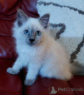 Photo №1. birman - for sale in the city of Frechen | 361$ | Announcement № 177033