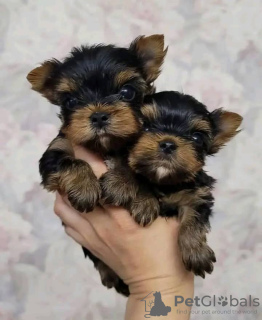 Photo №2 to announcement № 53585 for the sale of beaver yorkshire terrier - buy in Lithuania breeder