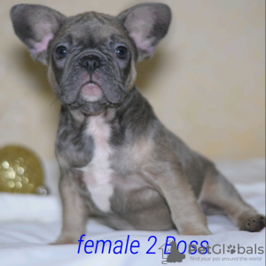 Additional photos: French bulldog puppies