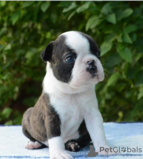 Photo №3. Beautiful Boston Terrier puppies. Serbia