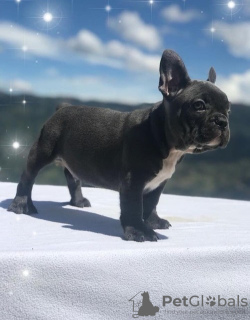 Photo №2 to announcement № 95283 for the sale of french bulldog - buy in Puerto Rico breeder