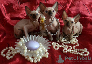 Photo №1. sphynx cat - for sale in the city of Штутгарт | 1040$ | Announcement № 31807