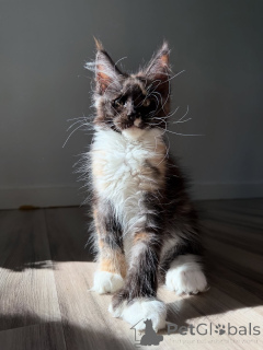 Photo №2 to announcement № 155398 for the sale of maine coon - buy in Denmark private announcement