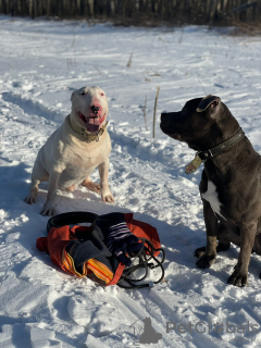 Photo №2. Mating service bull terrier. Price - negotiated