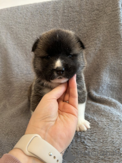Photo №4. I will sell akita in the city of Munich. private announcement - price - 518$