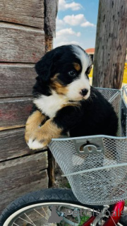 Photo №3. Berno kalnų šunų šuniukai.. Lithuania